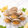Thin-shell coquina clams - BlanchedIce